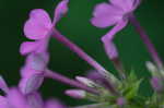 Fall phlox